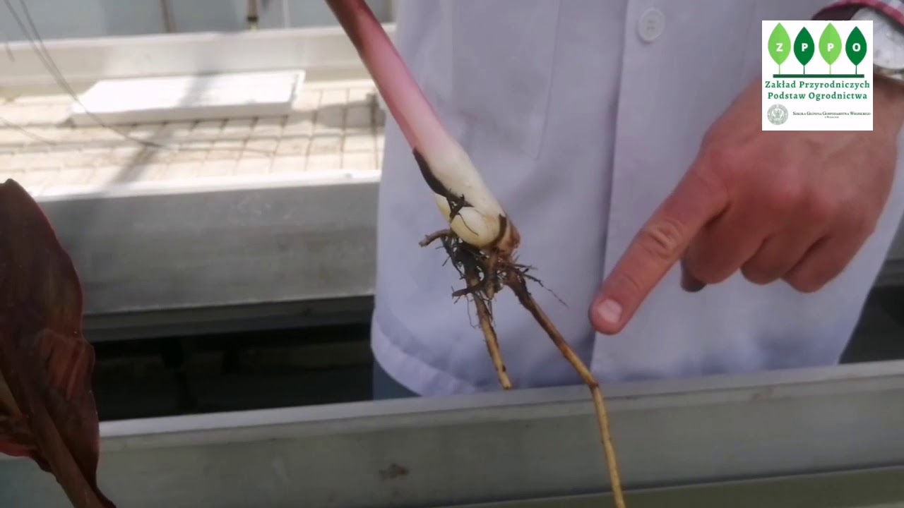 Fitoremediacja 🌿 9 - Zanieczyszczenia organiczne (doświadczenie RBBR)