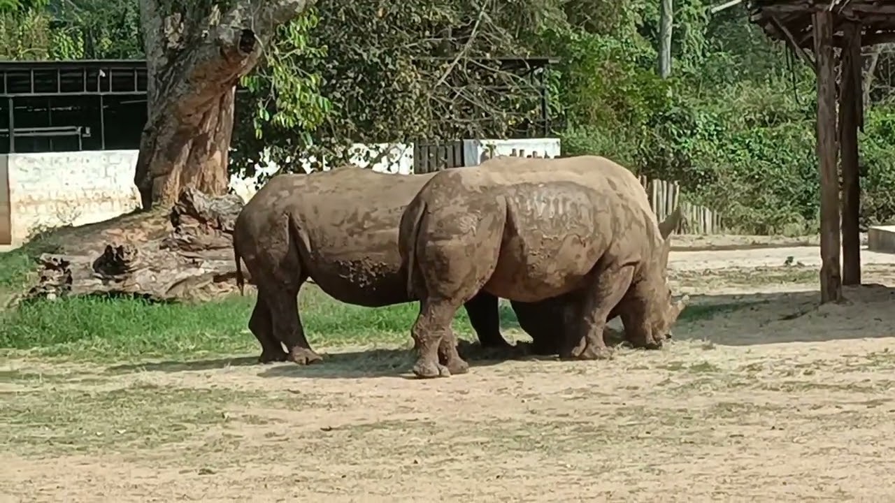 മൈസൂർ zoo ചില്ലറകാരനല്ല 🙄🙄🙄 #mysore #mysorezoo #karnatakatourism #mysoretourism #jiraf #tiger