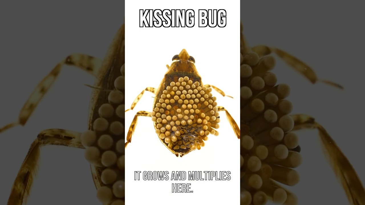 Kissing Bug Disease Situation Is Sad 😬