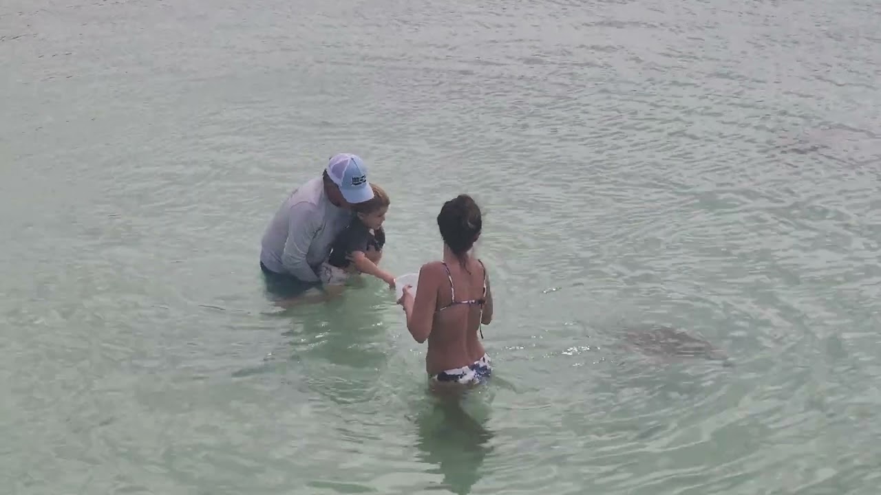 Turtles in Green Turtle Cay
