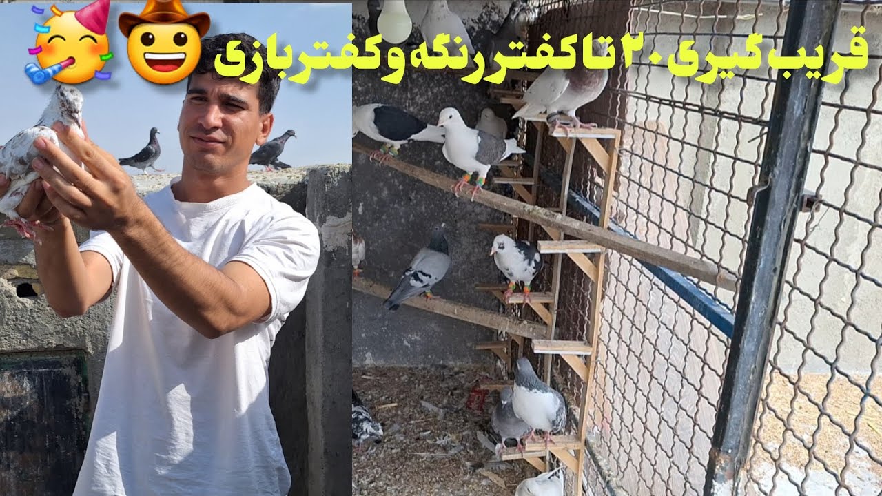 کفتر‌بازی‌و‌قریب‌گیری‌۲۰‌تا‌کفتر‌تو‌یک‌هفته‌بچه‌های‌مشهد‌🫡🤯😱