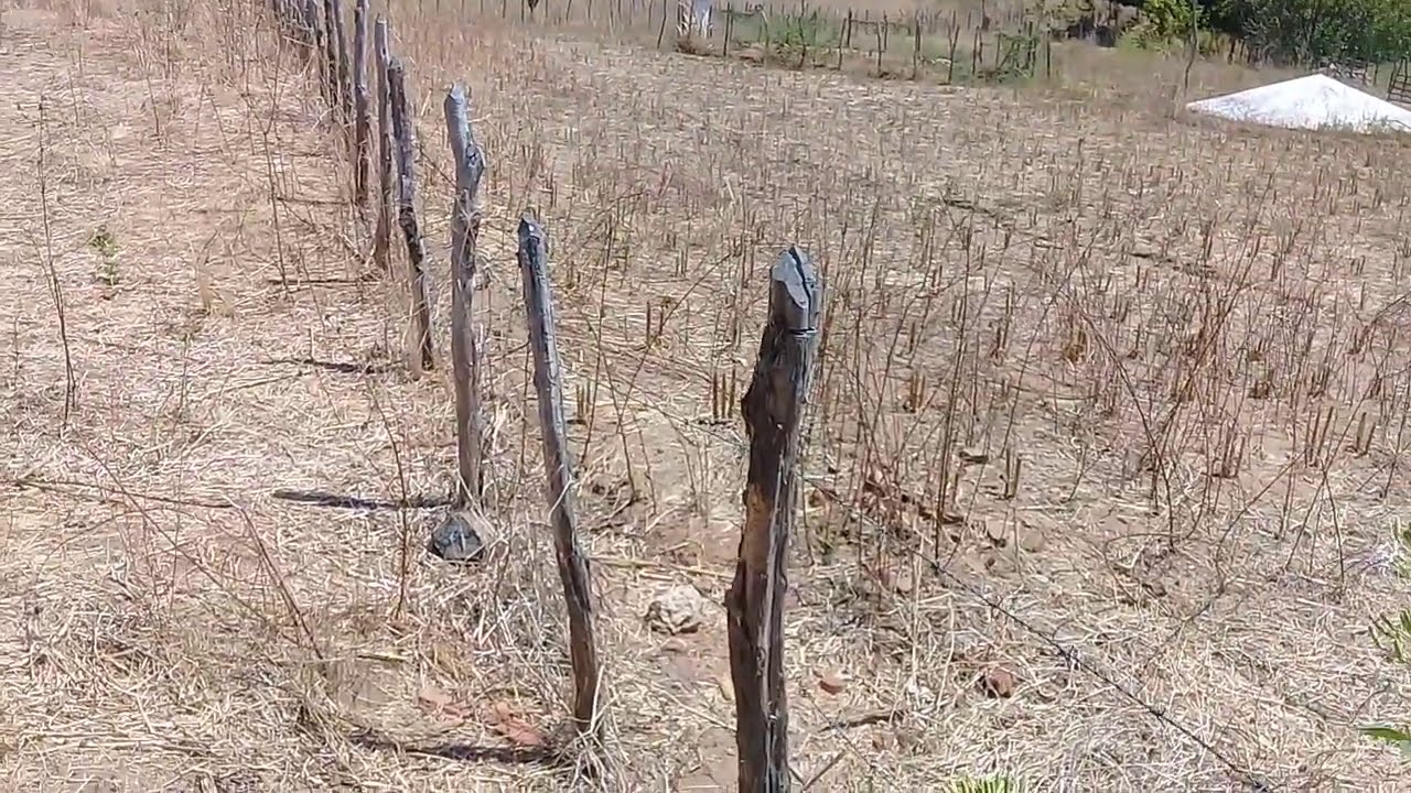 A seca chegou, qual alimento fornecer a meus animais?