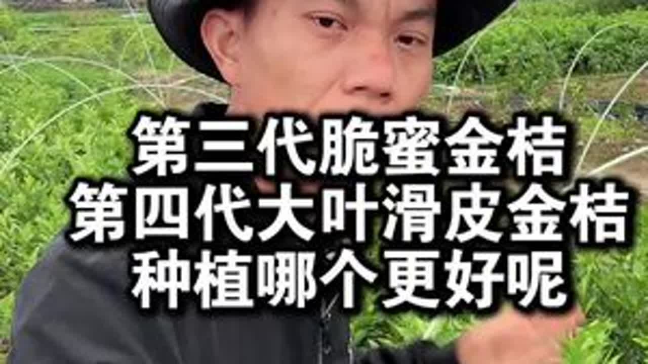 第三代脆蜜金桔苗和第四代大叶滑皮金桔苗，种植哪个品种好呢？ #脆蜜金桔 #果苗供应 #脆蜜金桔种植