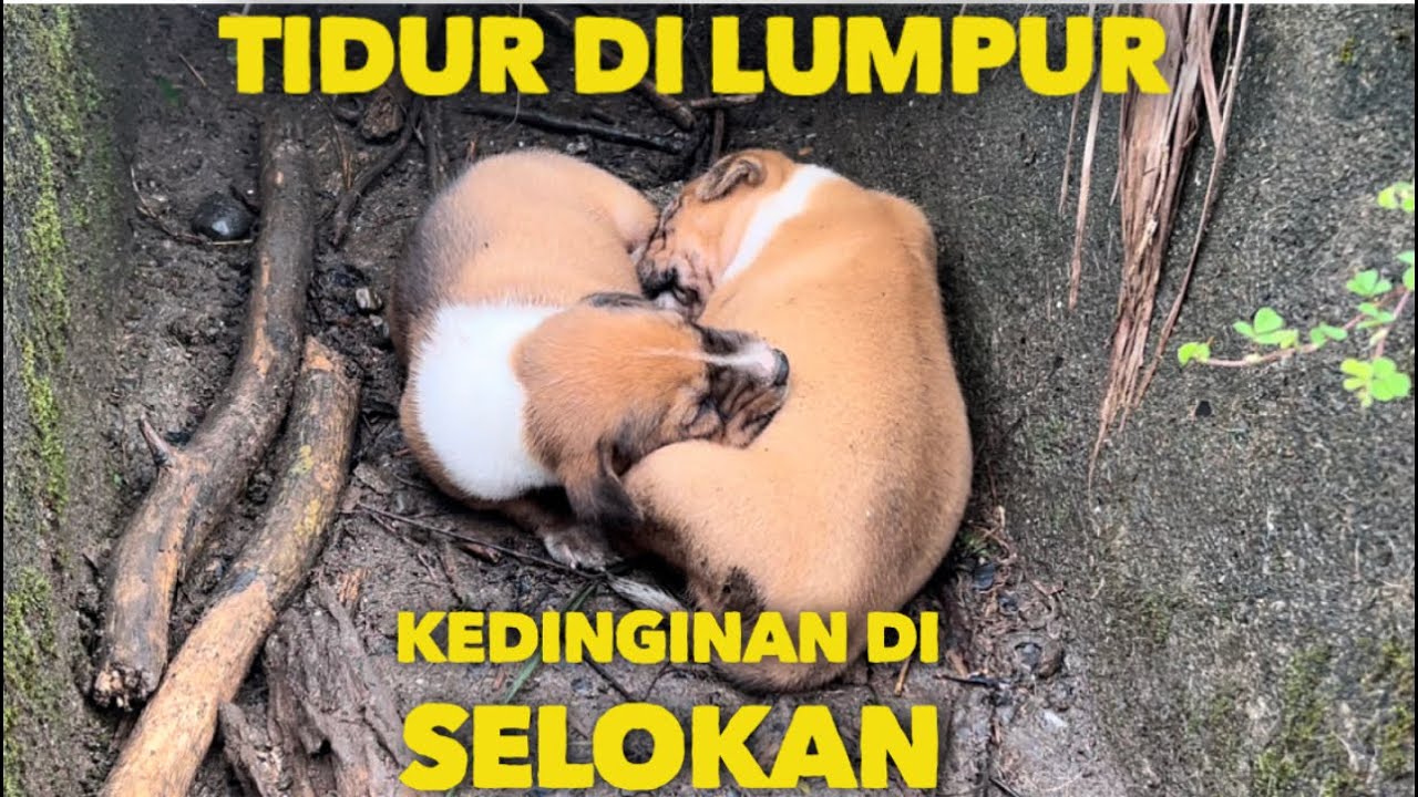 KASIHAN ANAK ANJING KEDINGINAN TIDUR DALAM SELOKAN PENUH LUMPUR