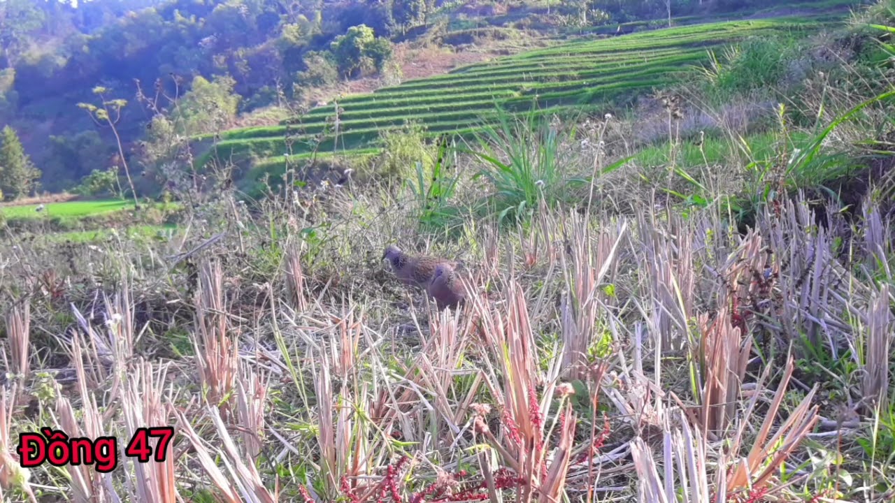 Bổi ruộng bậc thang (Đã tặng chủ lán ruộng)