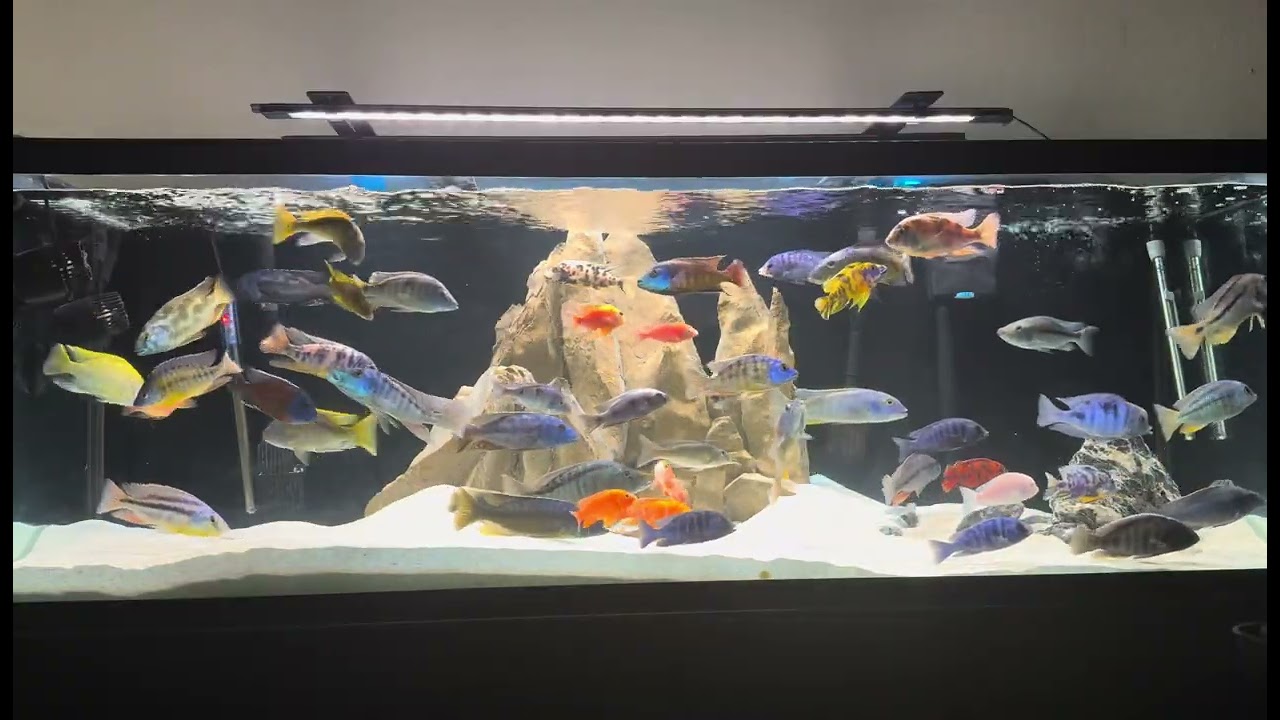 Relaxing sounds with Cichlids