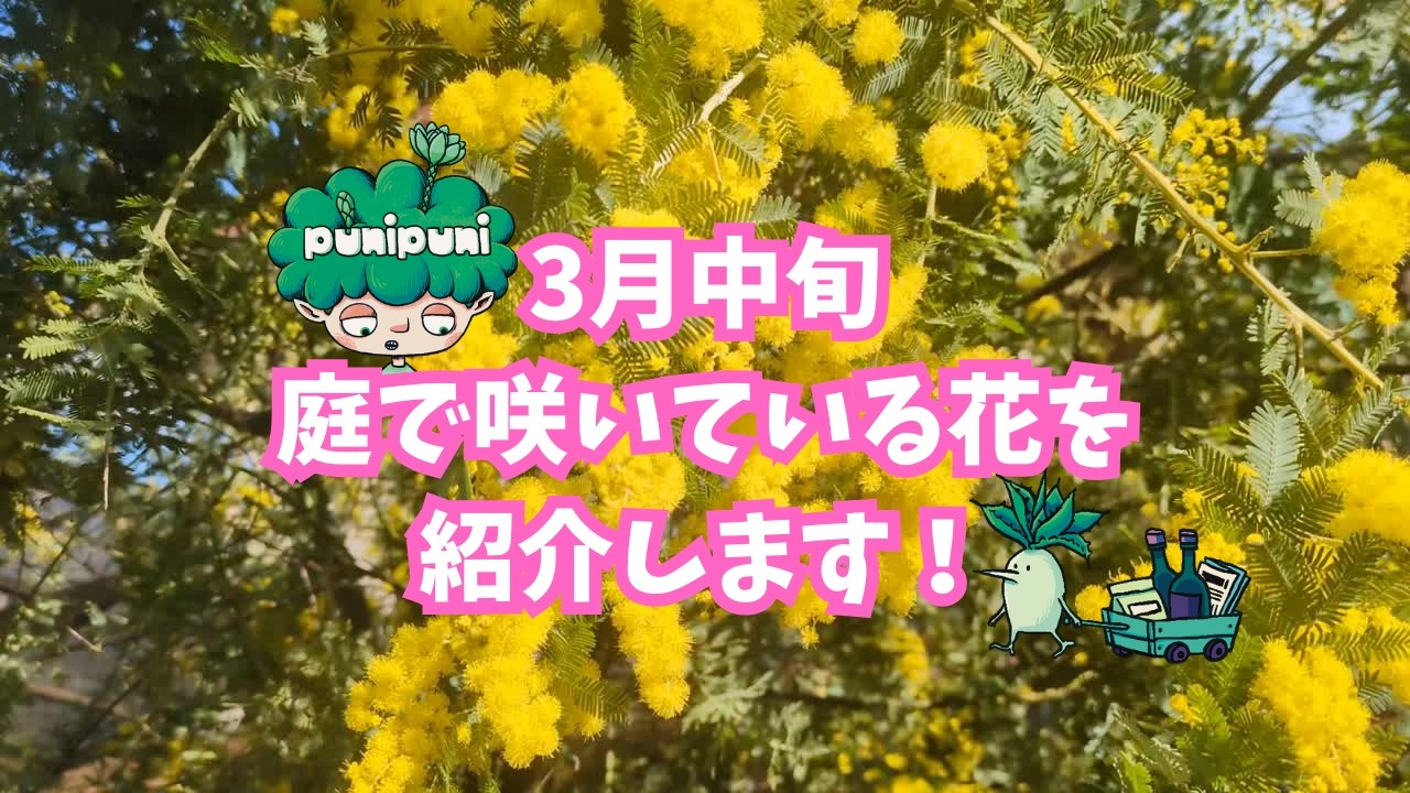 3月中旬、庭で咲いている花