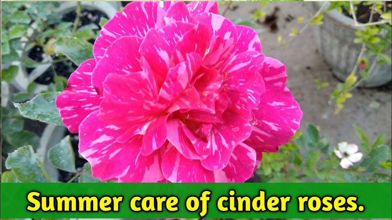 Summer Care of Cinder Roses || How to Care Rose flower plant in Summer season || Rose Care ||