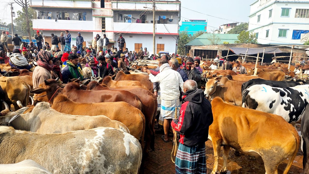 ২৫/১/২৬/কম দামে কিনতে পারবেন বর্ডার এলাকার হাট গুলিতে ব্যাপক আমদানি হচ্ছে শুকনো হাড্ডি ষাঁড় বলদ গর