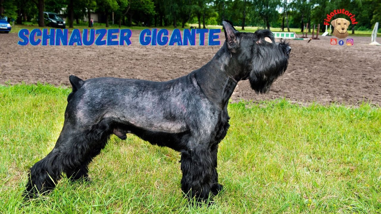 Lo Schnauzer gigante  Scopriamolo assieme