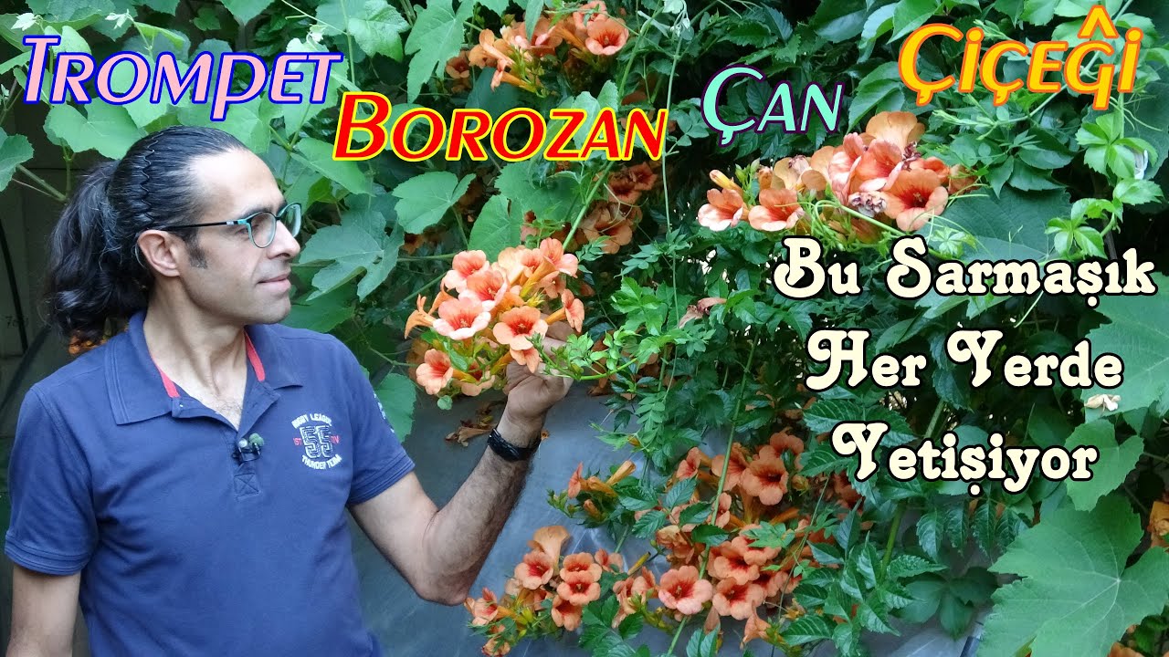 Acem Borusu Sarmaşık Çiçeği (Mükemmel Bir Çit Sarmaşığı)