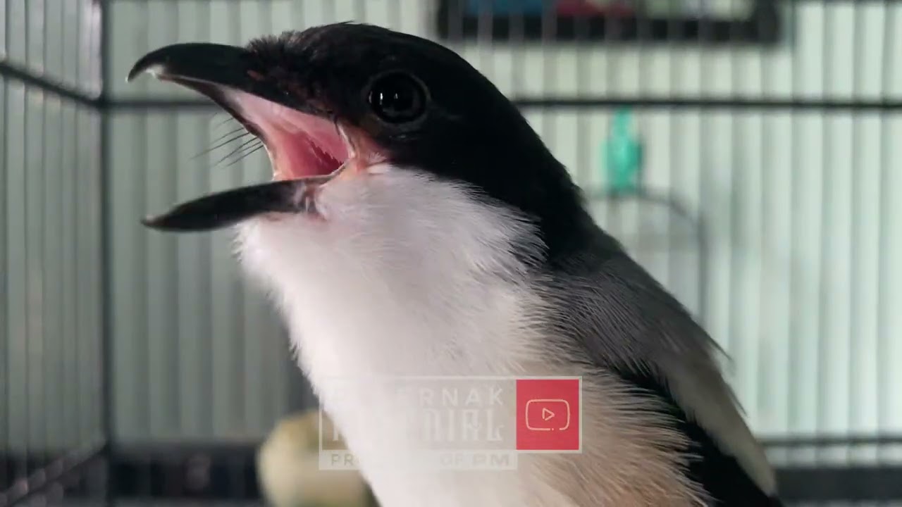 MASTERAN BURUNG CENDET MEWAH 2025 