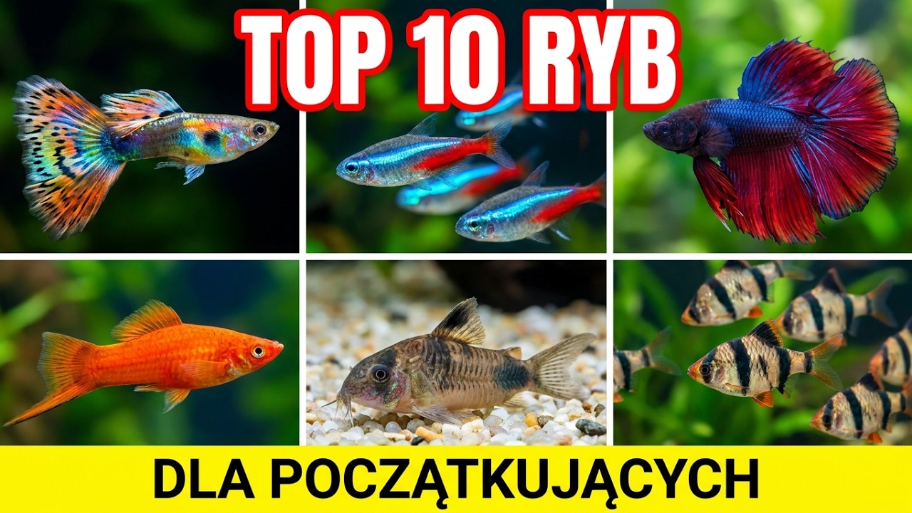 10 простых рыб для пресноводного аквариума | С этими рыбами вы точно справитесь
