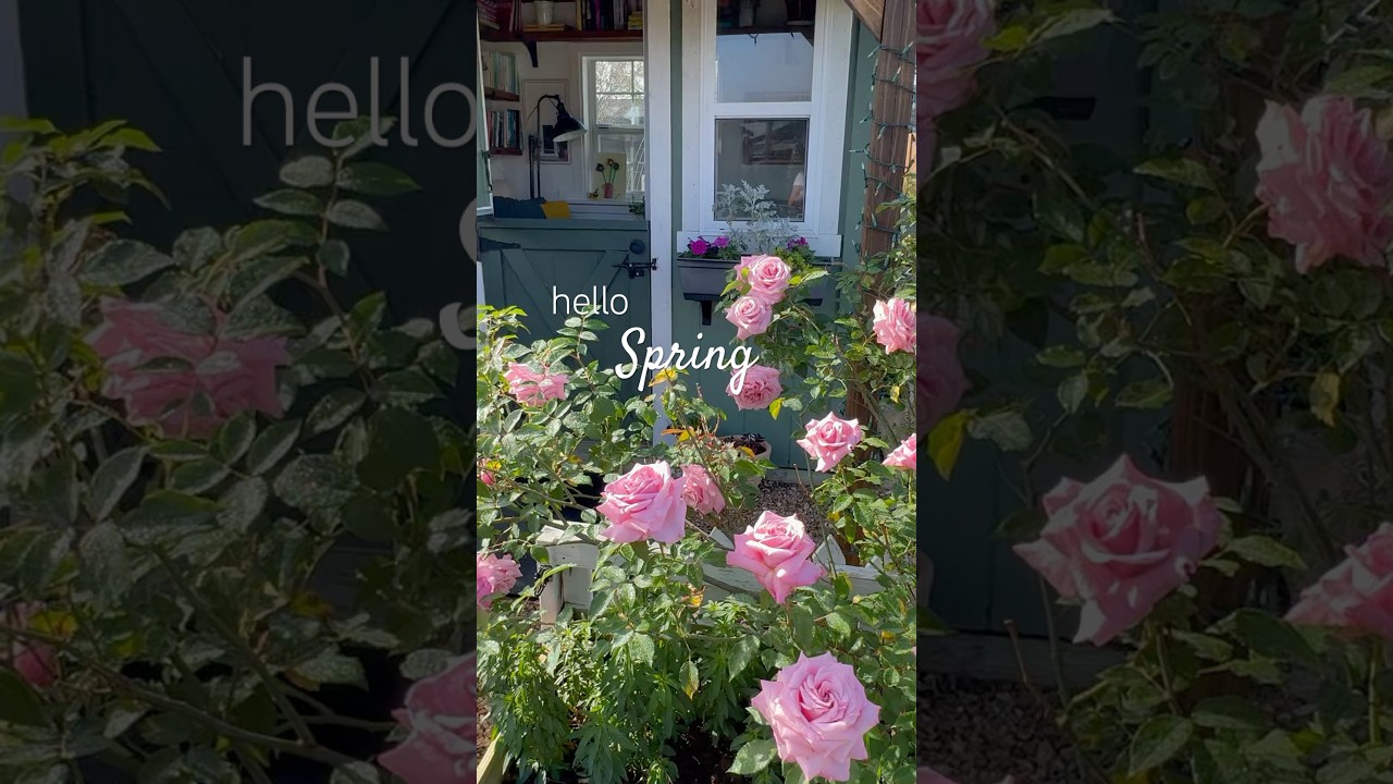Belinda&rsquo;s Dream 🌹 #spring #garden #march #texas #backyard #plants #flowers #rose