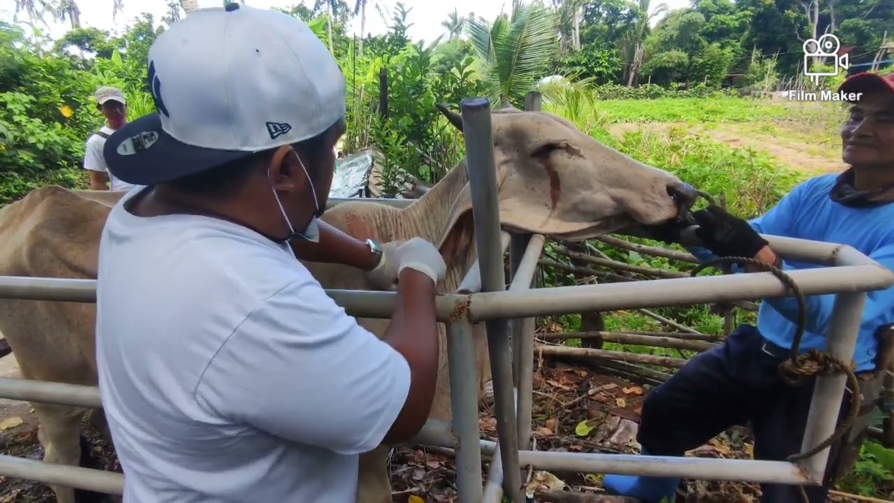 Pagpapataba ng Bakang Bagong Bili