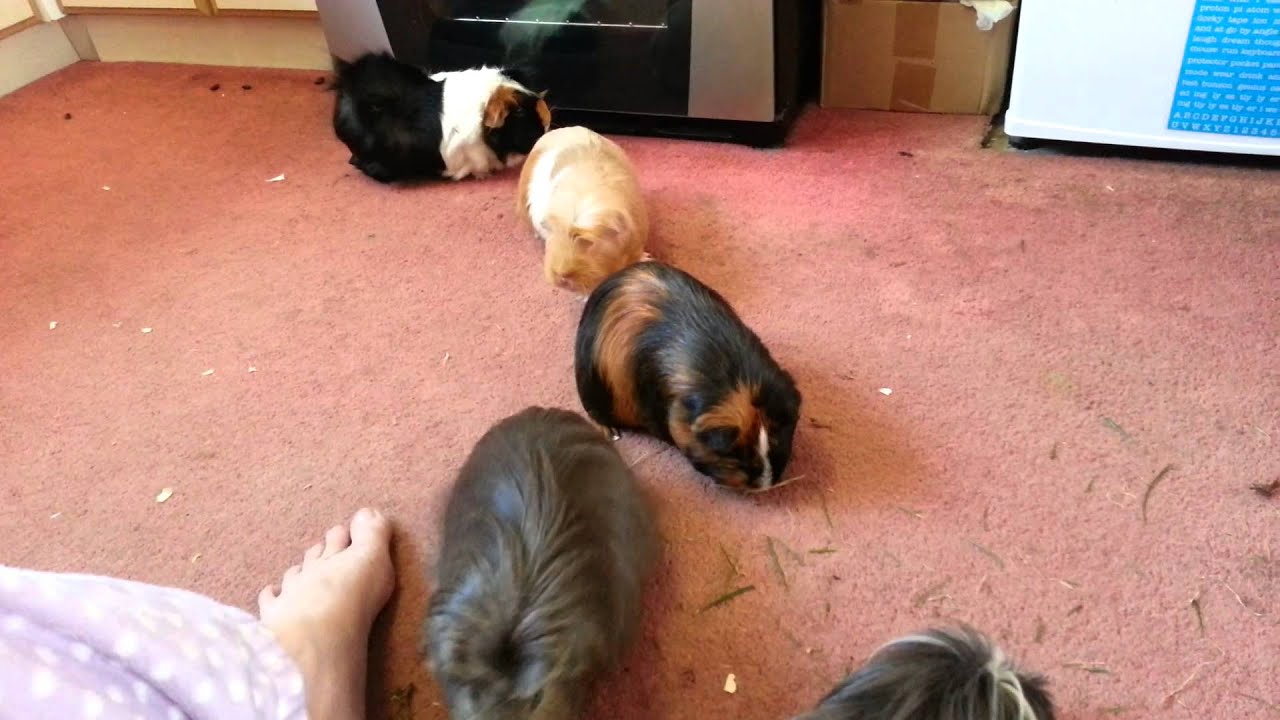Nikki's guinea pigs popcorning after eating grass