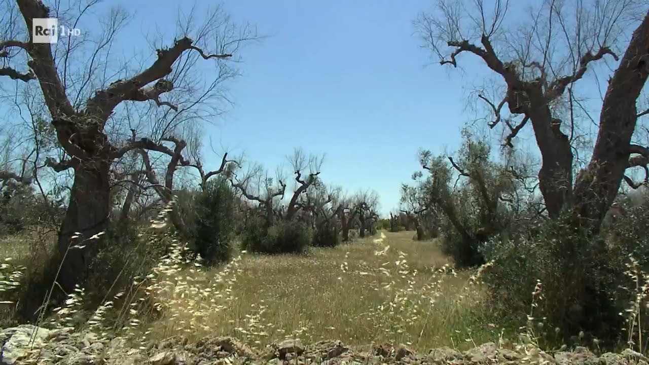 La lunga lotta contro la Xylella per salvare gli ulivi della Puglia - Superquark 25/08/2021