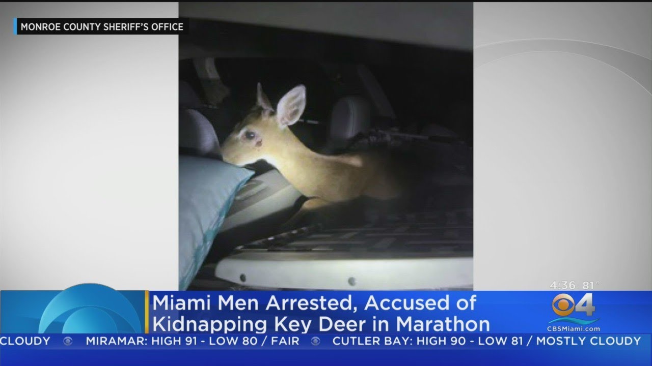 Miami Men Caught With Endangered Key Deer In Trunk