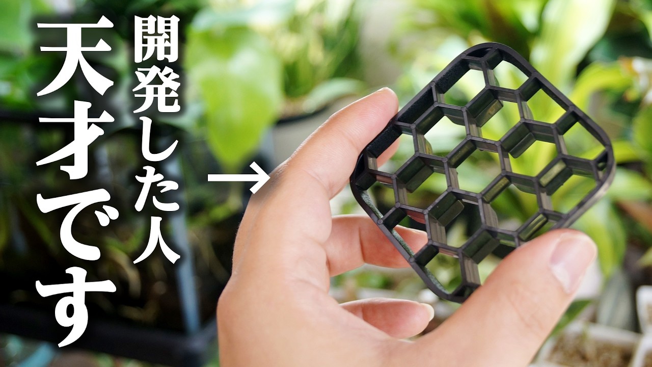 あの人気植木鉢の”補完アイテム”がスゴイ！観葉植物の悩みが解決します♪【ハオルチア】