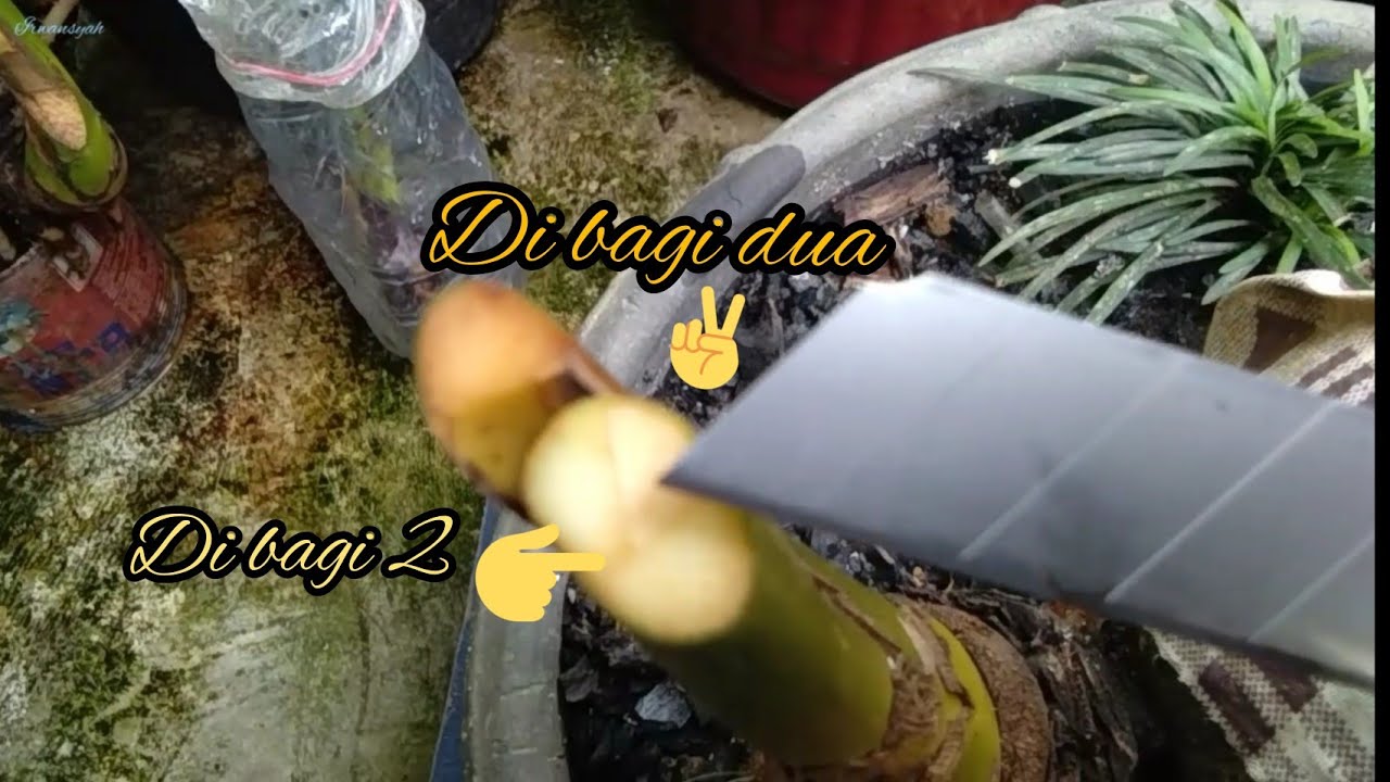 Cara baru bonsai kelapa 2 cabang agar berhasil