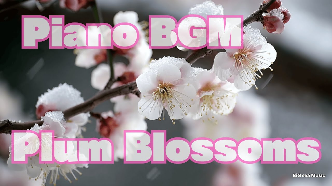 【雪梅】Snowy Plum Blossoms with Piano BGM