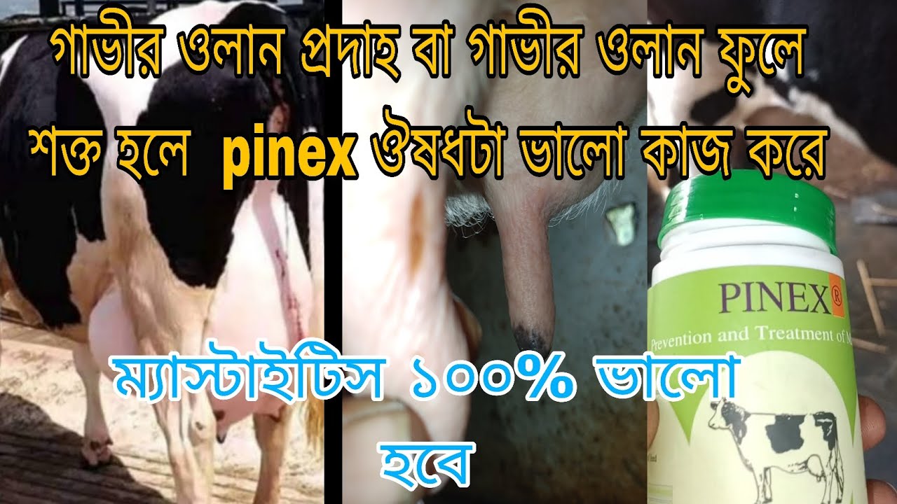 গাভীর ওলান প্রদাহ বা ওলান ফুলে শক্ত হলে  pinex ওষুধ ভালো কাজ করে। ম্যাস্টাইটিস ১০০% কার্যকরী ওষুধ