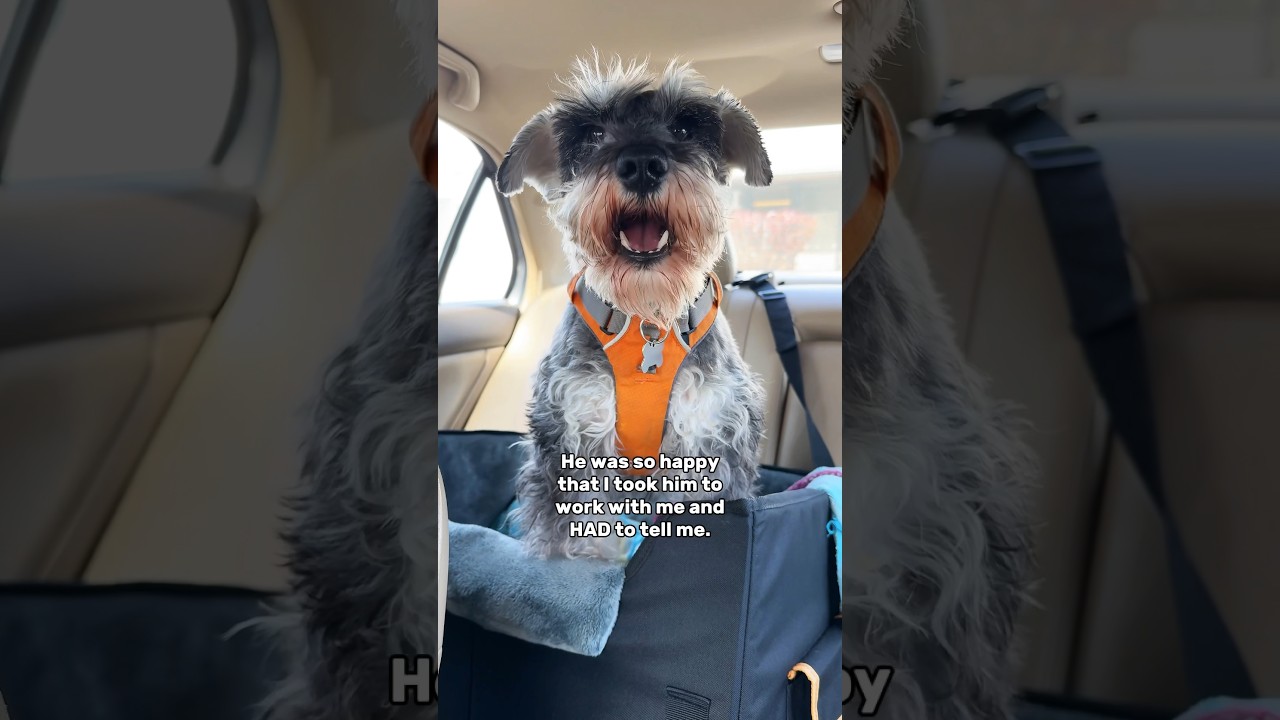 Talking Schnauzer tells owner how happy he is #minischnauzer