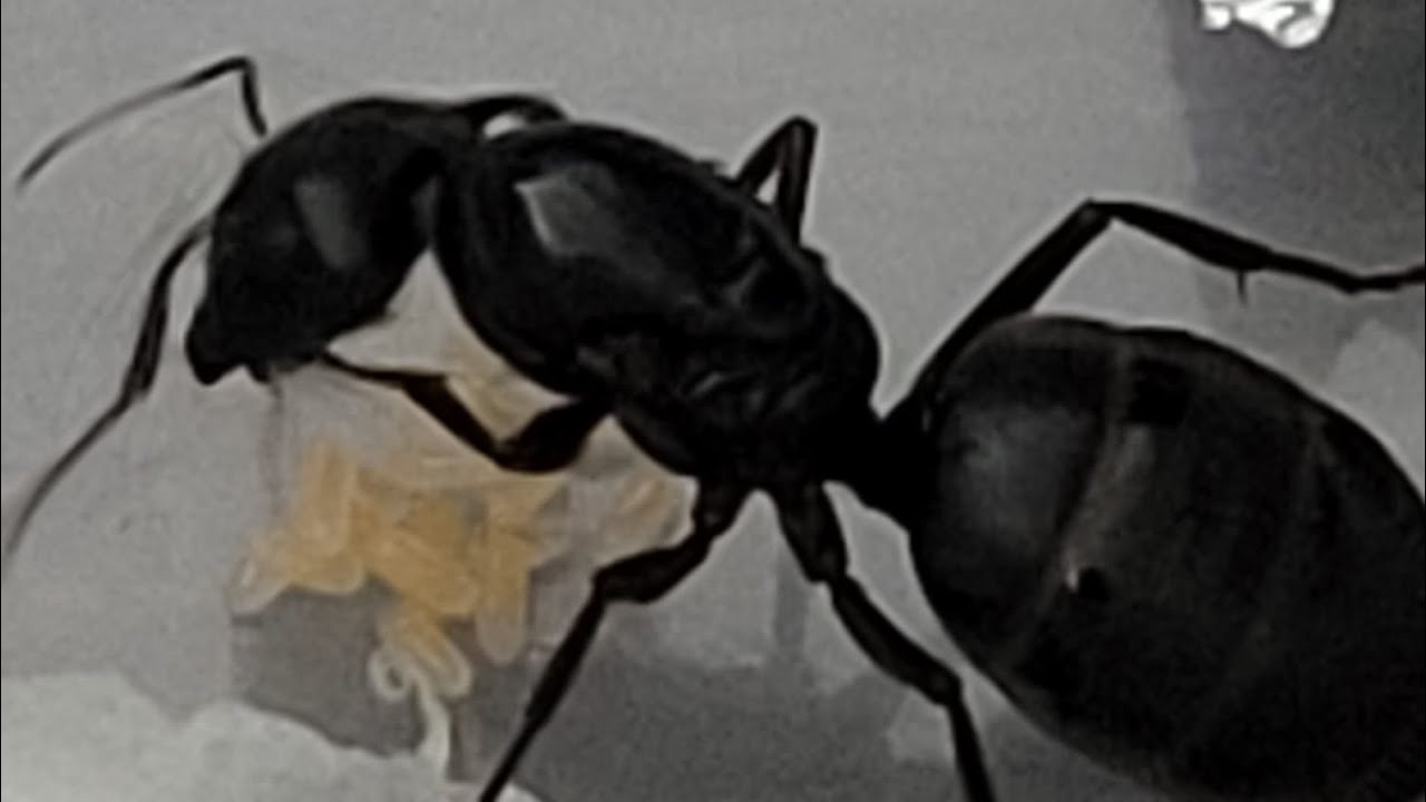 My Tiny Pet Queen Ant ॥ আমার পোষা পিঁপড়ার জীবন