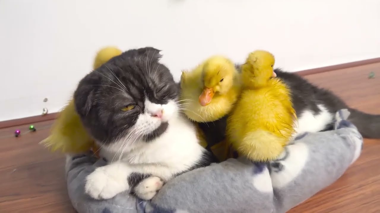 Coco Cat takes care of the ducklings so sweet and funny 🐈🦆