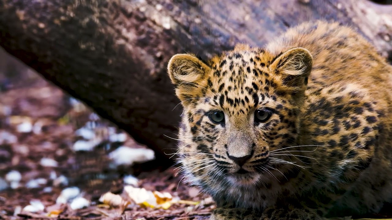 Леопард - 1 (HD)