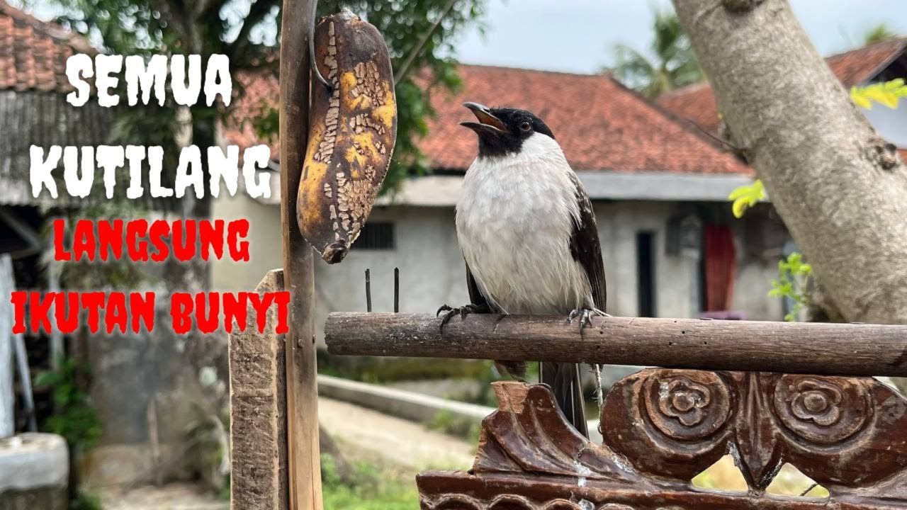 Suara Kutilang Gacor Nge-Garuda Terbaik Untuk Masteran Dan Pikat 0023