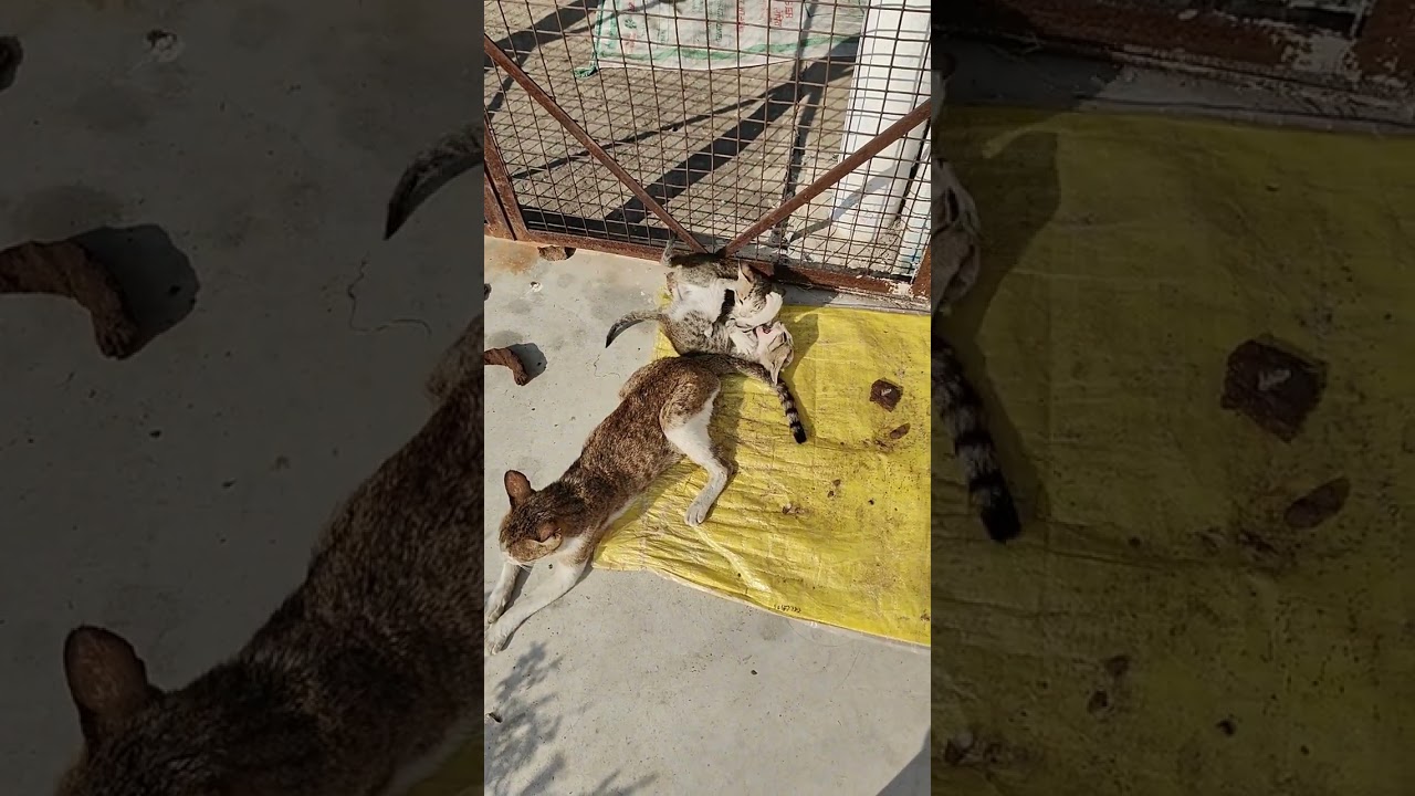 Cute cat and kitten 😍 #video #youtube #trending 