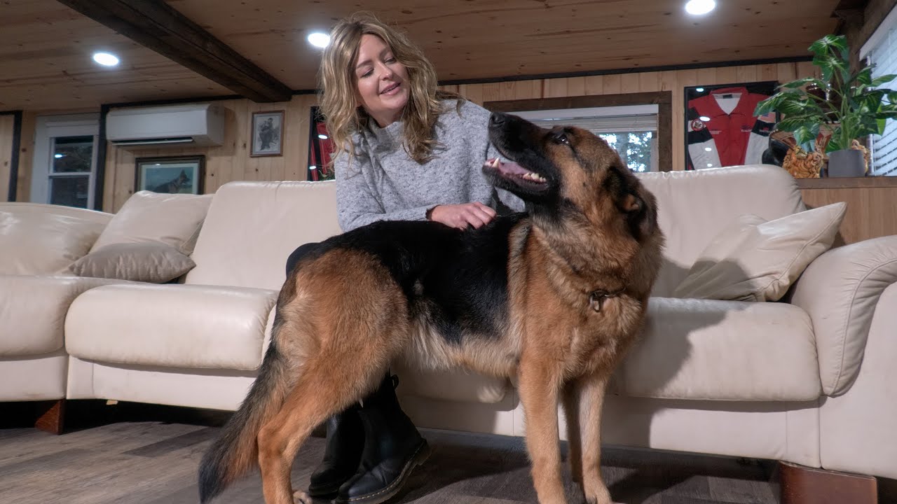 Inside the office with Desiree and Abella: A Loyal Companion | Kraftwerk K9 German Shepherds