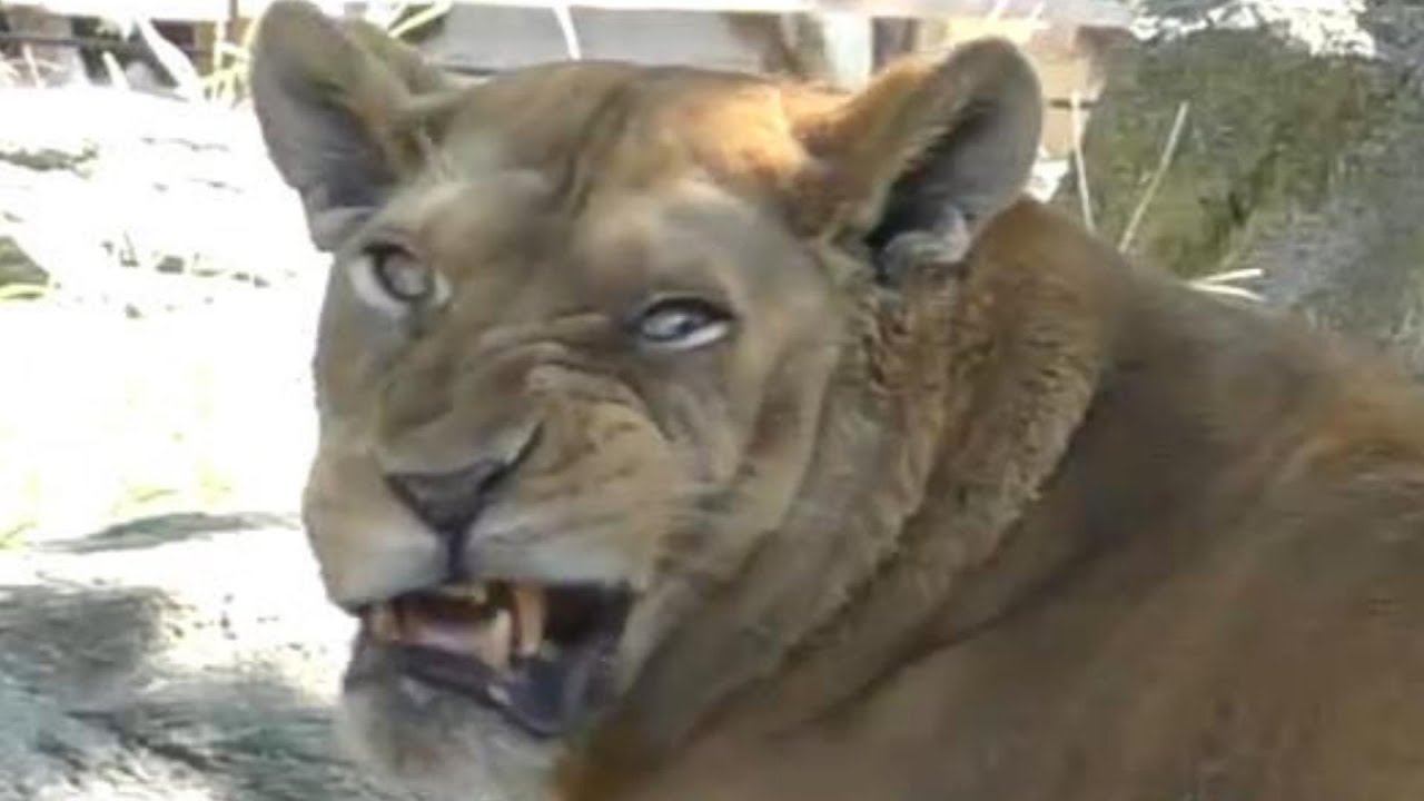 【神回】不機嫌なさくらをなだめたのは母のリリー☆彡とべ動物園にて