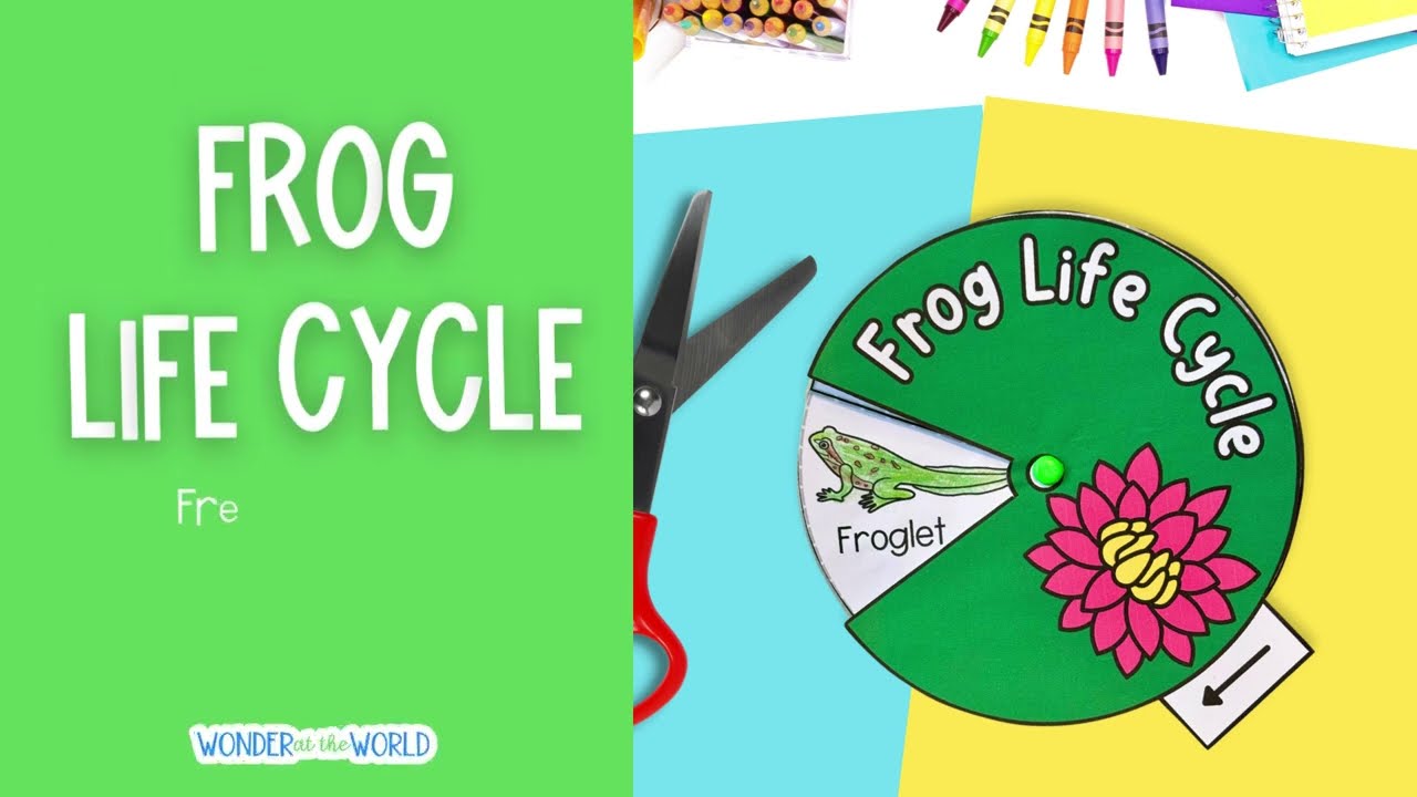 How to make a frog life cycle spinner wheel with free PDF templates #kidscrafts #kidsscience