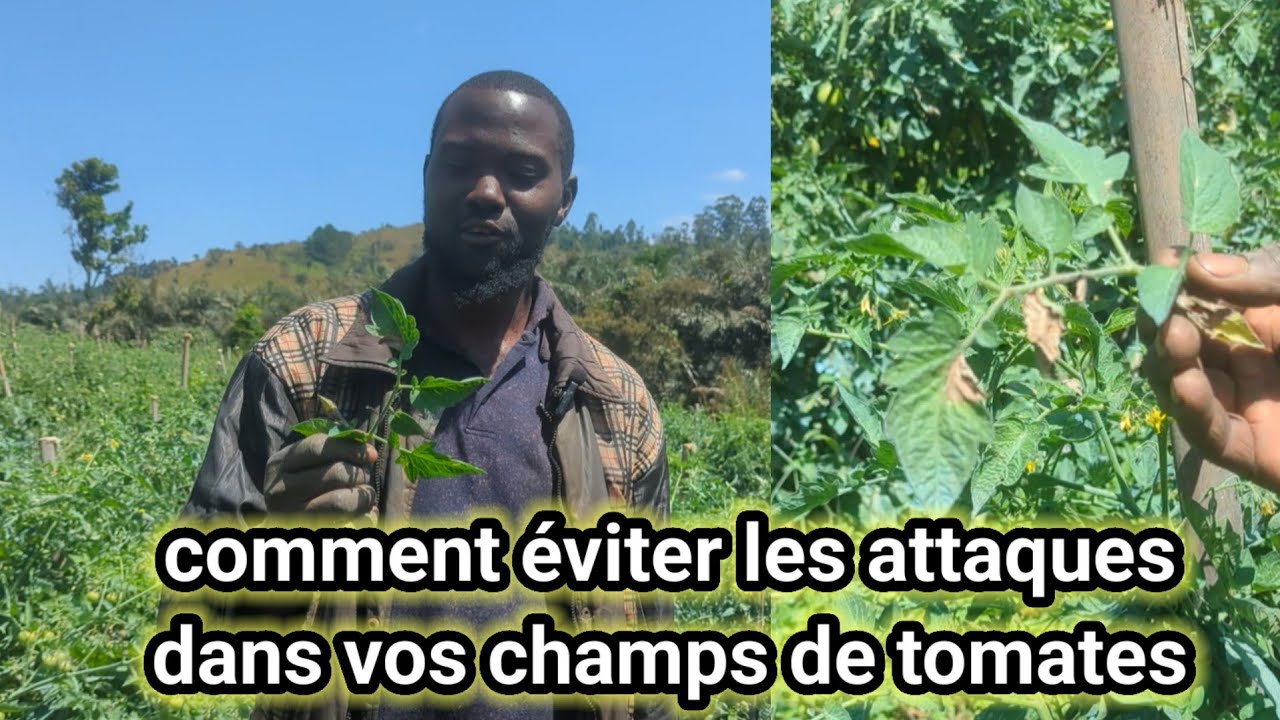 Les maladies qui détruisent les tomates: un jeune ingénieur agronome Nous révèle tout!