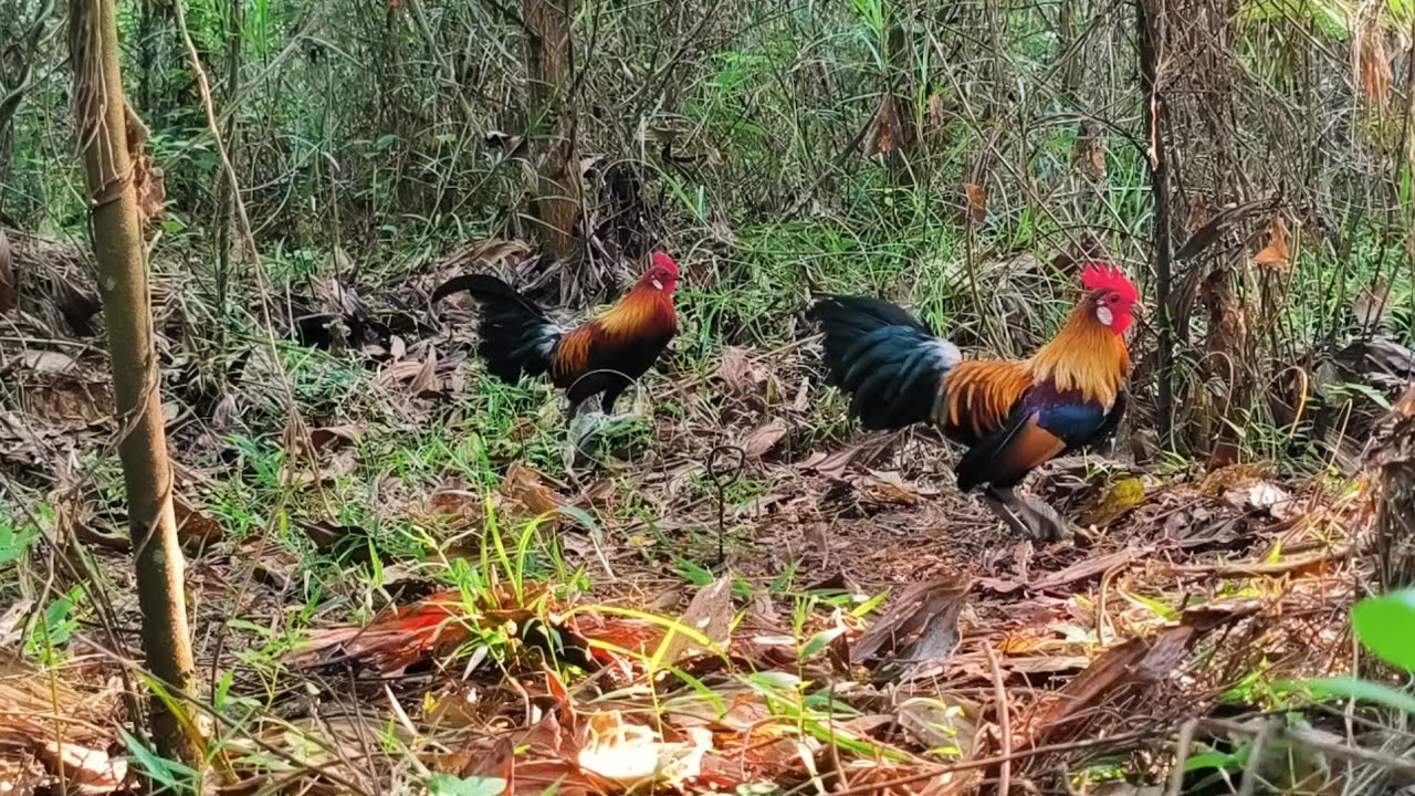 Gaya pikat ayam hutan yang paling dicari para pemikat
