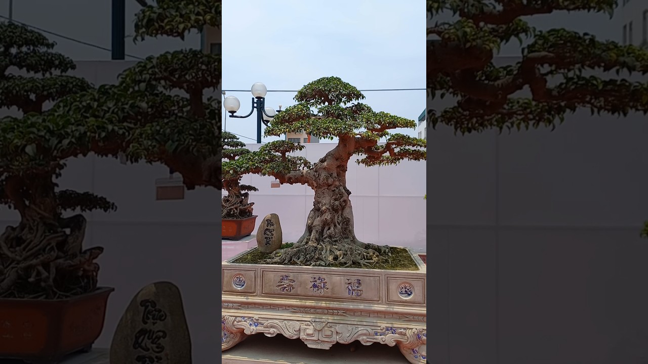 t&aacute;c phẩm sanh d&aacute;ng trực qu&aacute; VIP #bonsai #bonsaitree #caycanh #bonsaipt