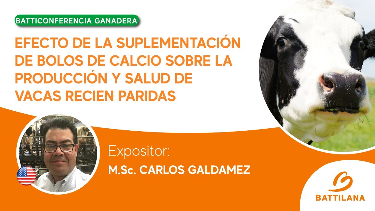 “Efecto de la Suplementación de Bolos de Calcio sobre la Producción y Salud de Vacas Recién Paridas”