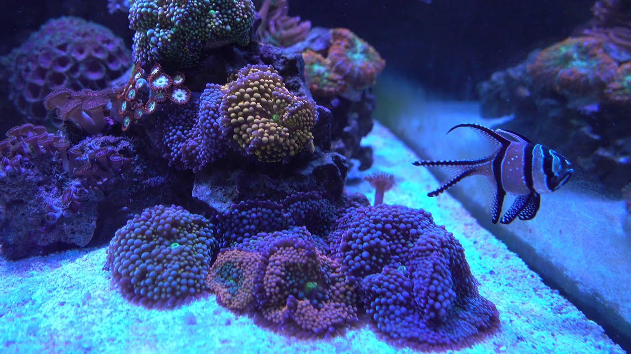 Florida Ricordea, one of my favorite corals
