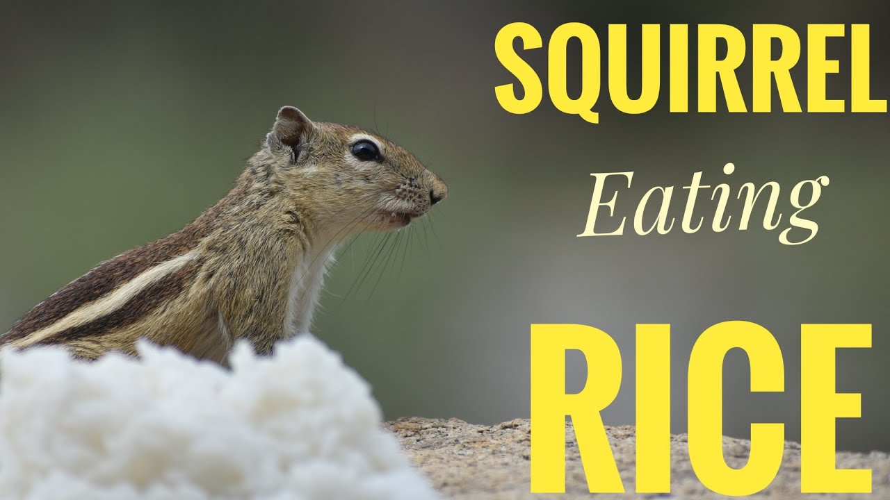 Squirrel eating rice