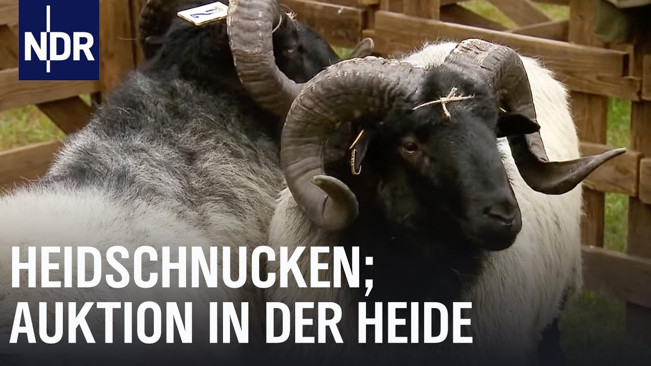 Schaulaufen der Super-Böcke | Die Nordreportage | NDR Doku