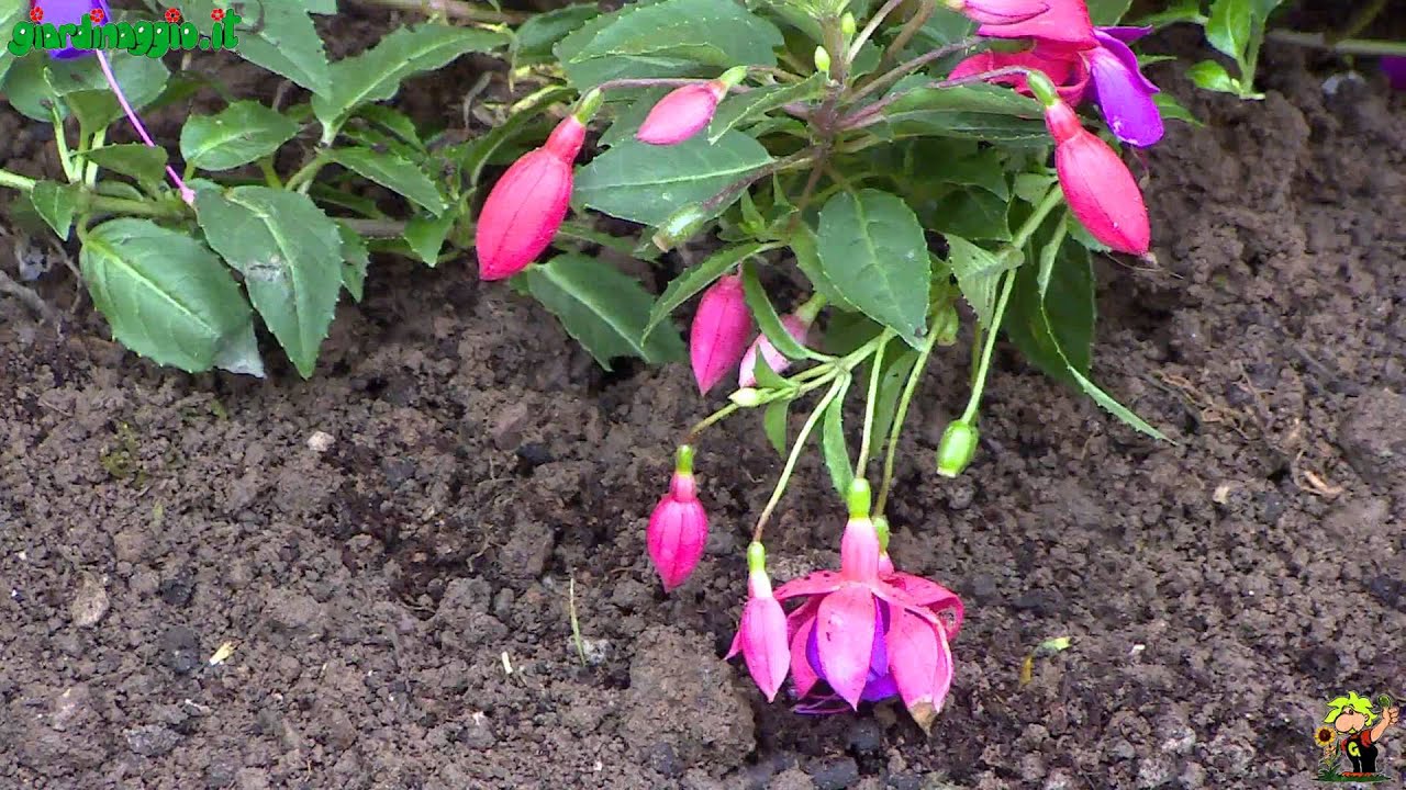 Coltivare la Fucsia