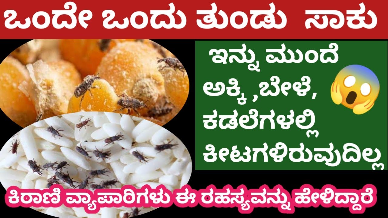 👉 ಇದರ ಒಂದು ತುಂಡು ಹಾಕಿದರೆ ಸಾಕು ಅಕ್ಕಿ, ಬಟಾಣಿ, ಬೇಳೆಗಳಲ್ಲಿ ಕೀಟಗಳು ಚದುರಿ ಹೋಗುತ್ತವೆ😱/kitchen tips
