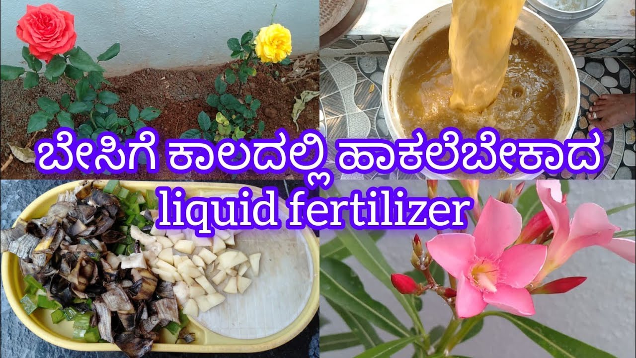 ಬೇಸಿಗೆ ಕಾಲದಲ್ಲಿ ಹಾಕಲೆಬೇಕಾದ liquid fertilizer #youtubeshorts #youtube #youtubetips