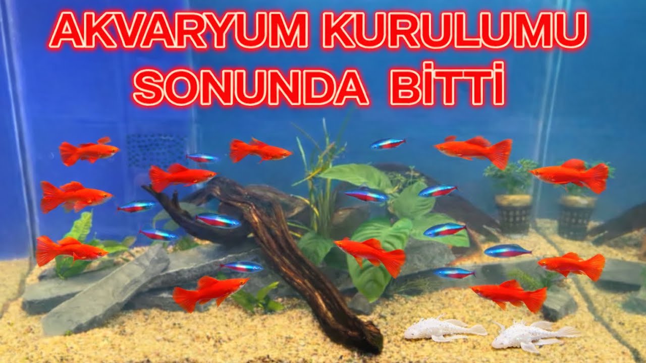 AKVARYUM KURULUMU BİTTİ SADECE BALIKLARI  EKLEMEK KALDI 🦈🐠🐟🎣