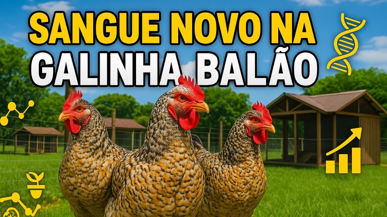 PROJETO INÉDITO: A nova LINHAGEM de SANGUE da GALINHA BALÃO!