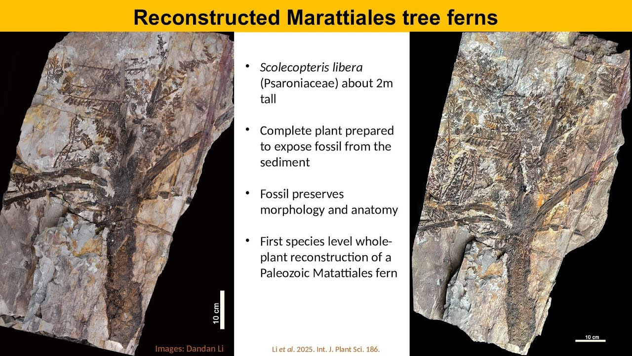 2025/2/17 The Wuda flora: an earliest Permian tropical forest ecosystem preserved under volcanic ash