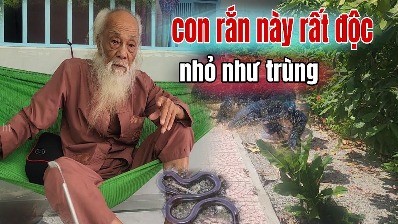 Thầy Rắn Ông Tư Đền Cảnh Báo Loài Rắn Hổ Kim Có 