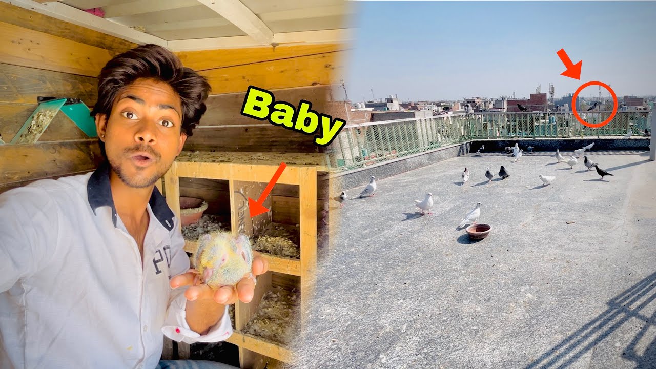 Baby nikal gya mujh pata bhi nhi | 😅 chhat per betha senda kabooter🕊️